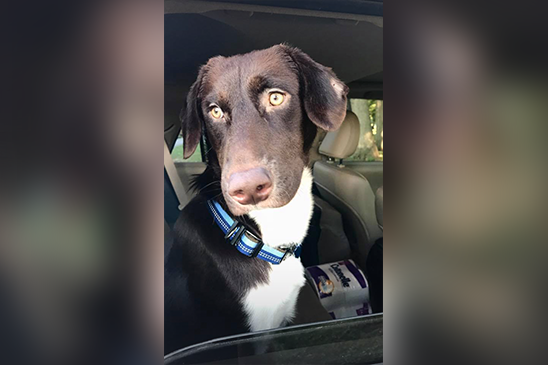 One lucky dog – whose family had to surrender him because they had lost their home in the flood – now has a new home in Arkansas with Customer Service Vice President Melanie Taylor.